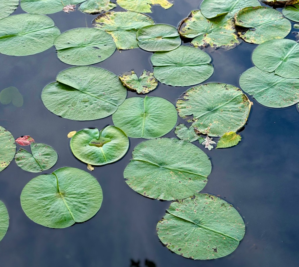 A serene view of large green lily pads floating on dark water, with a few scattered leaves.